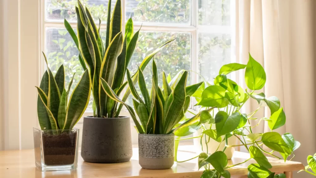 plantas fáceis de cuidar