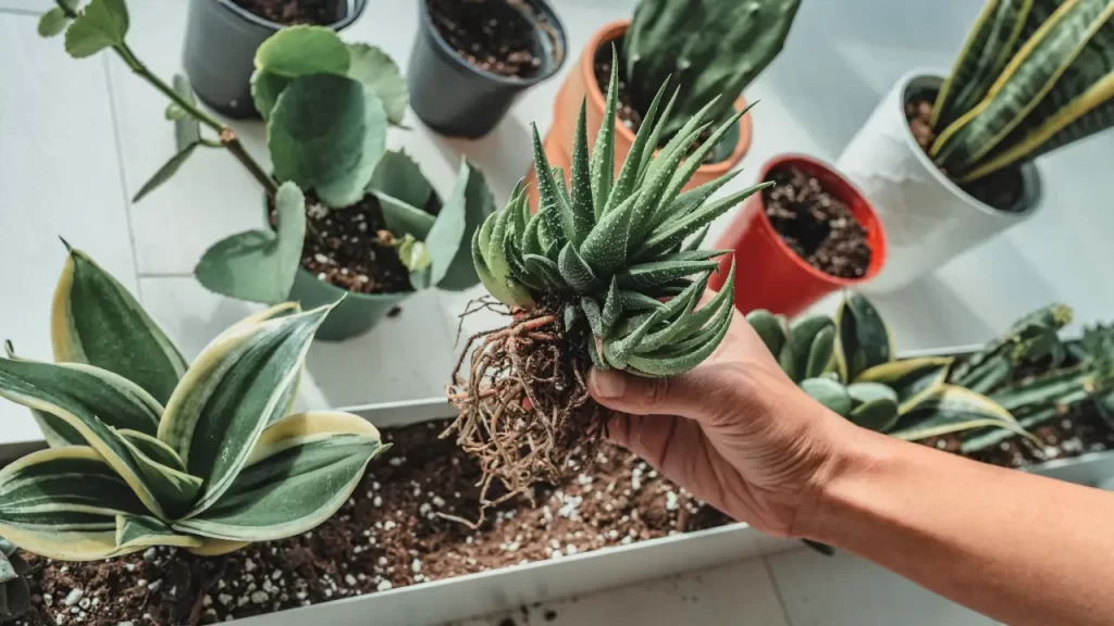 plantas fáceis de cuidar
