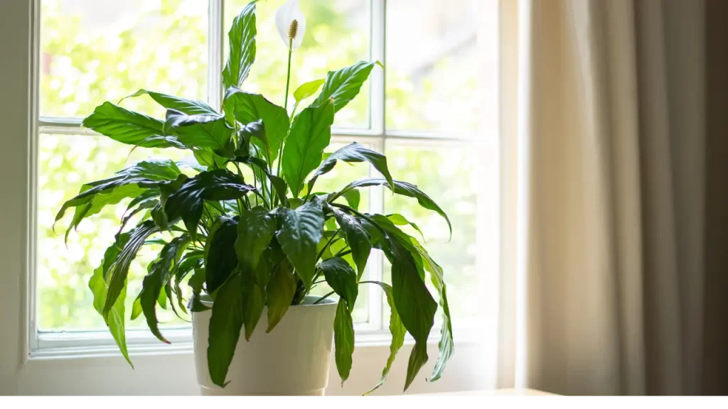 Plantas Purificadoras de Ar