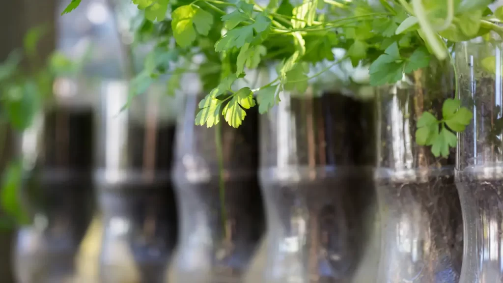 7 Passos Simples para Criar um Jardim em Garrafas PET e Deixar sua Casa Mais Verde