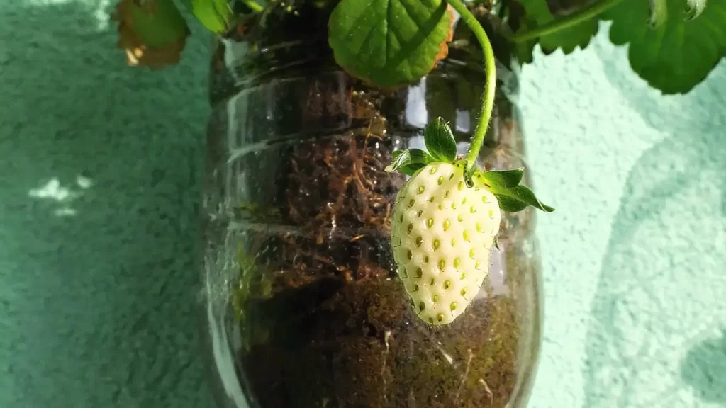 7 Passos Simples para Criar um Jardim em Garrafas PET e Deixar sua Casa Mais Verde