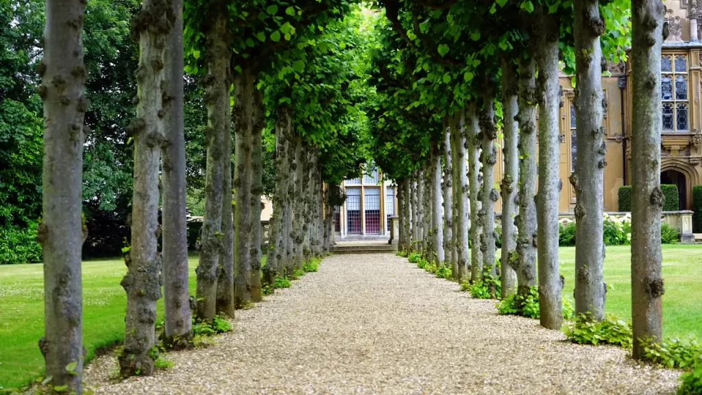7 Plantas Perfeitas para Transformar a Entrada da Sua Casa em um Oásis Verde
