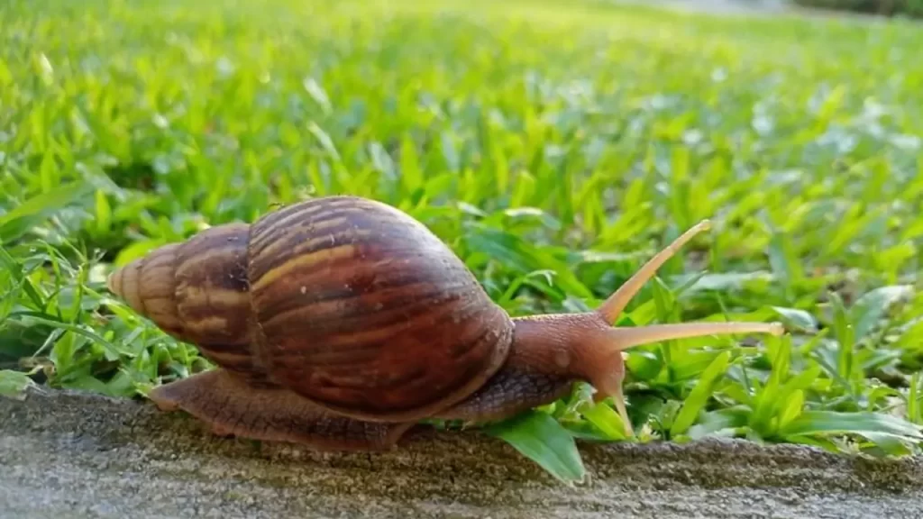 7 Motivos para Usar a Armadilha de Cerveja contra Lesmas no Seu Jardim