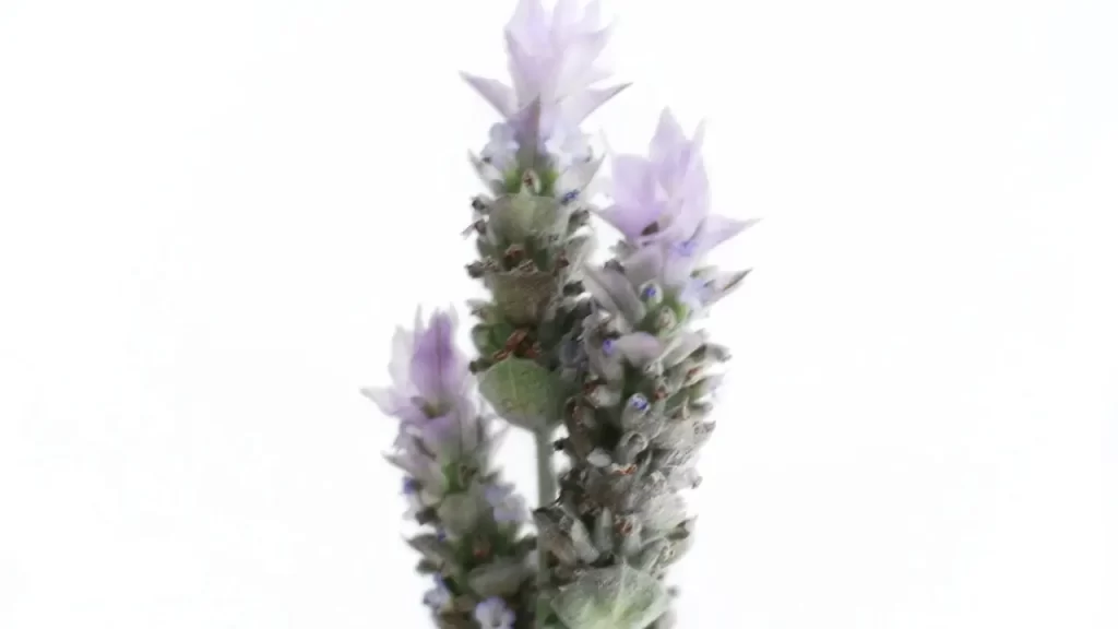 5 Segredos da Flor de Nardo que Tornam a Perfumaria de Luxo Irresistível