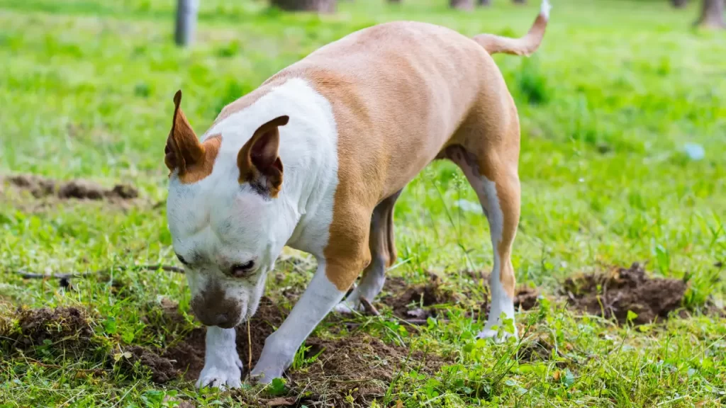 7 Estratégias Infalíveis para Proteger Seu Jardim de um Cachorro Cavador