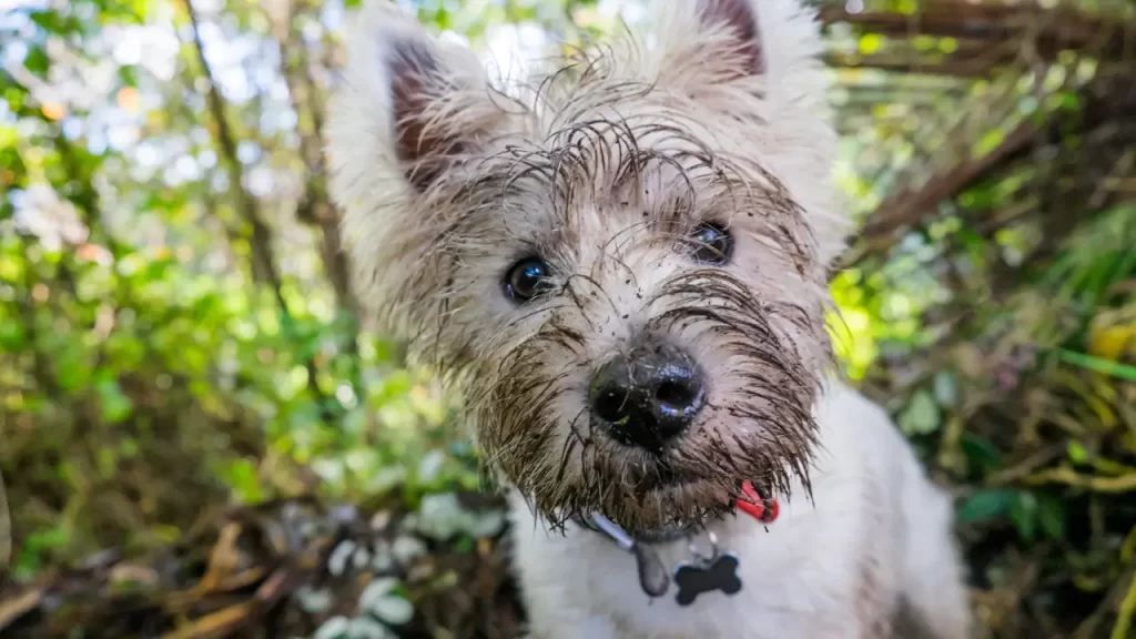7 Estratégias Infalíveis para Proteger Seu Jardim de um Cachorro Cavador