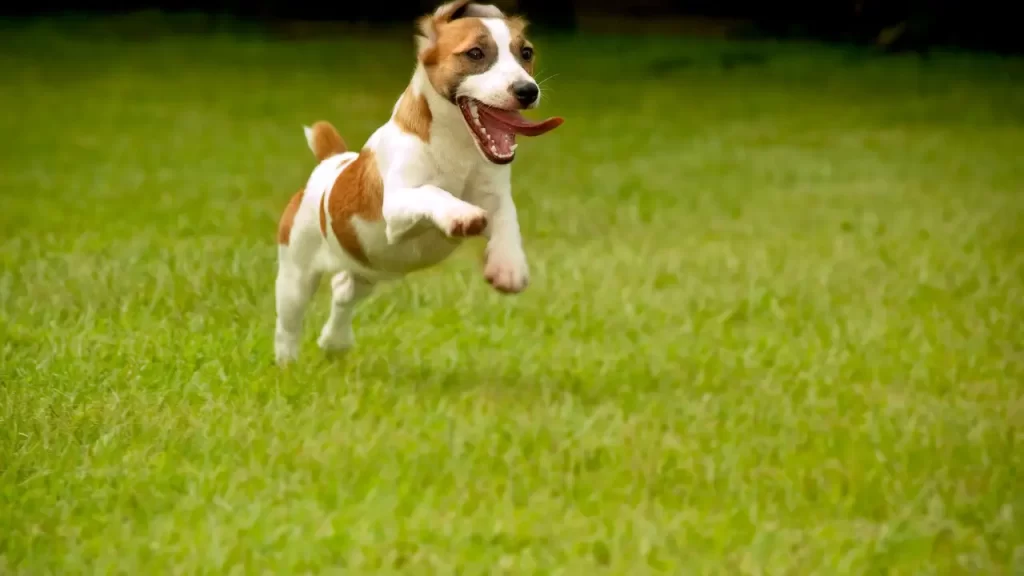 7 Plantas Tóxicas para Cachorros que Você Deve Evitar no Seu Jardim