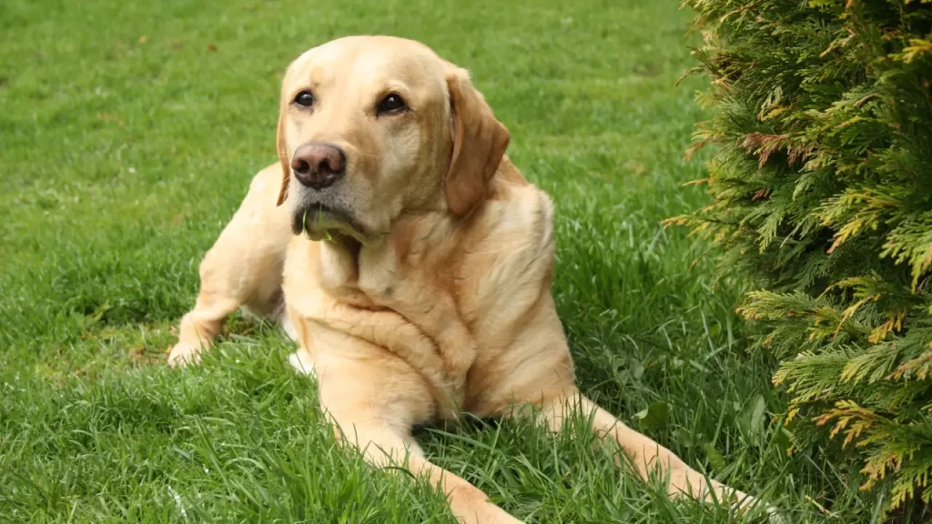 7 Plantas Tóxicas para Cachorros que Você Deve Evitar no Seu Jardim