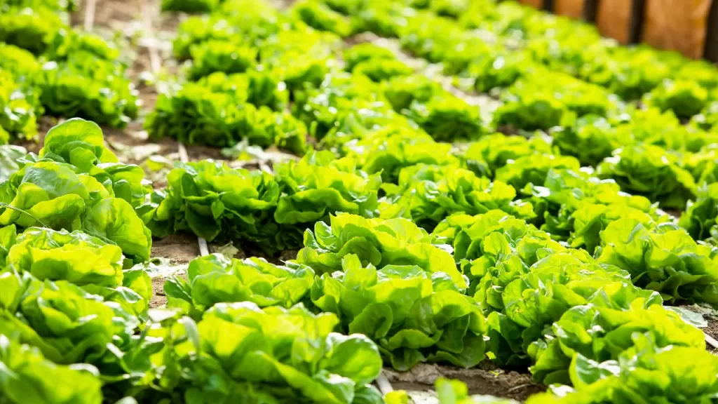 Jardinagem Econômica: Transforme Seu Quintal com Pouco Investimento