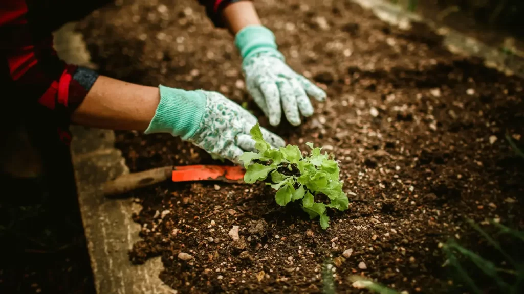 Jardinagem Econômica: Transforme Seu Quintal com Pouco Investimento