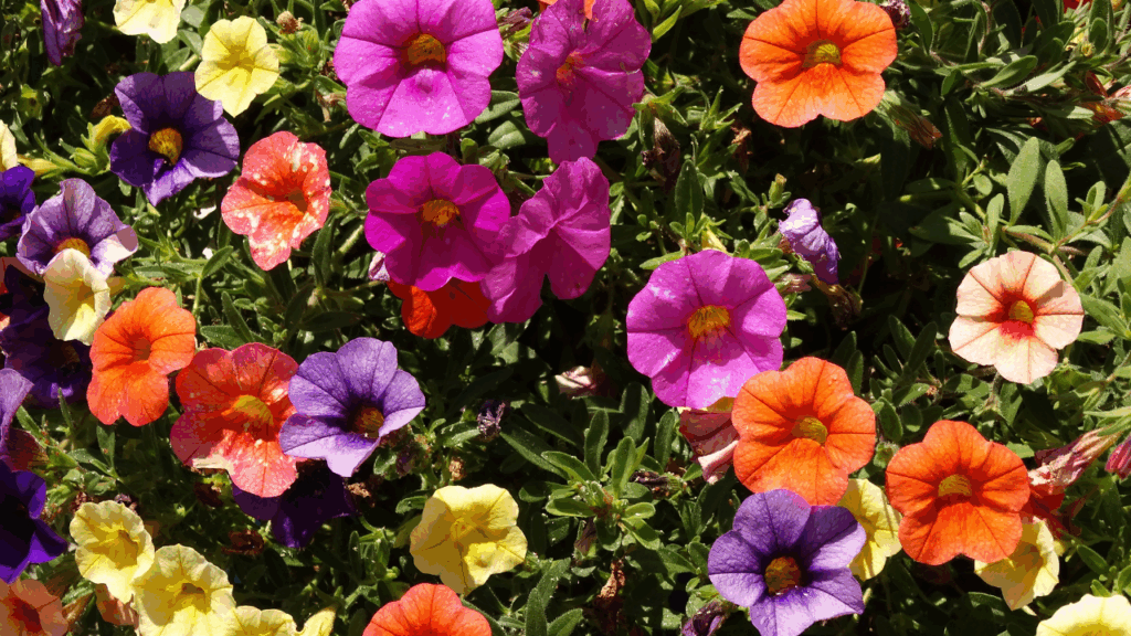 10 Flores Fáceis de Cultivar que Transformarão Seu Jardim em 2025