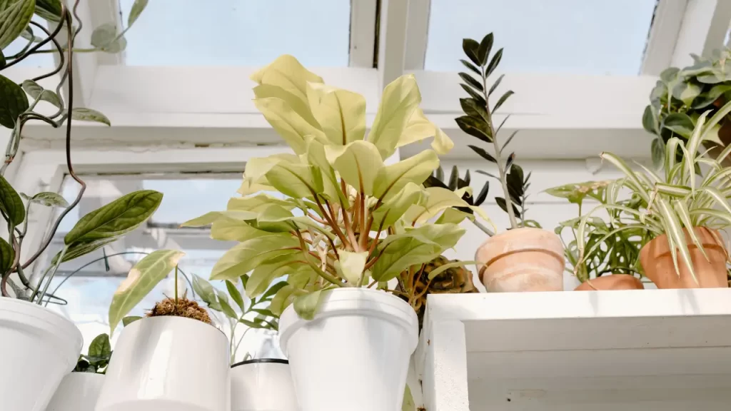 7 Plantas de Interior Perfeitas para Ambientes com Pouca Luz que Transformam sua Casa